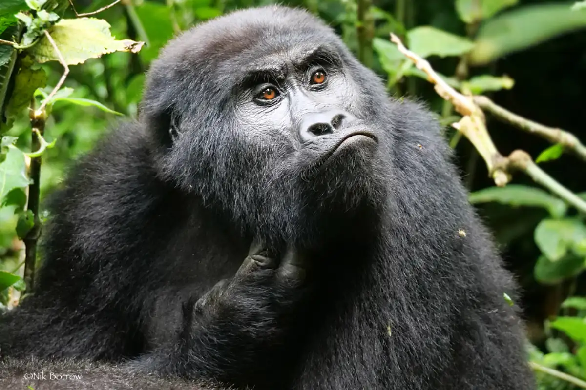 5 Days gorilla, Chimpanzee trekking and Game drive 